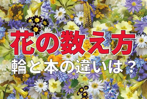 一株植物|【早見表あり】花の数え方（単位）・花の種類別の数え方につい。